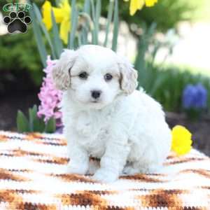 Duke, Cavachon Puppy